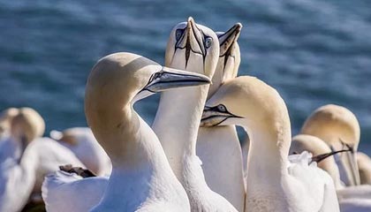 ESPN评美国巴黎奥运会最强阵容 詹姆斯KD库里领衔