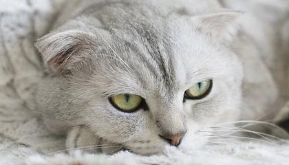 夸张！7轮13球！瓦科补时破门完成双响，泰山再度扳平2-2申花