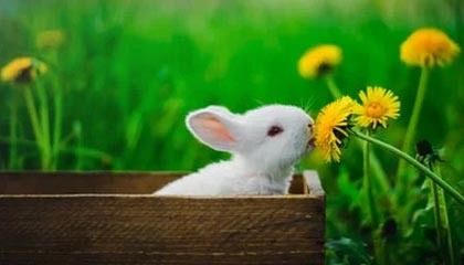 ESPN评美国巴黎奥运会最强阵容 詹姆斯KD库里领衔